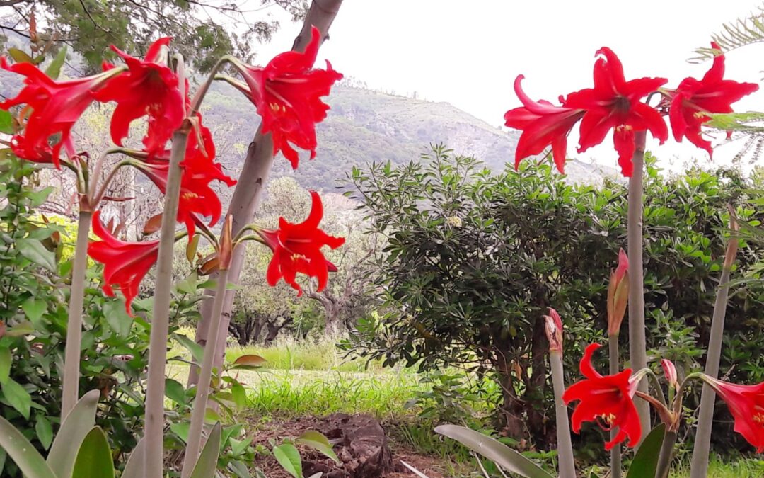 apertura straordinaria di primavera